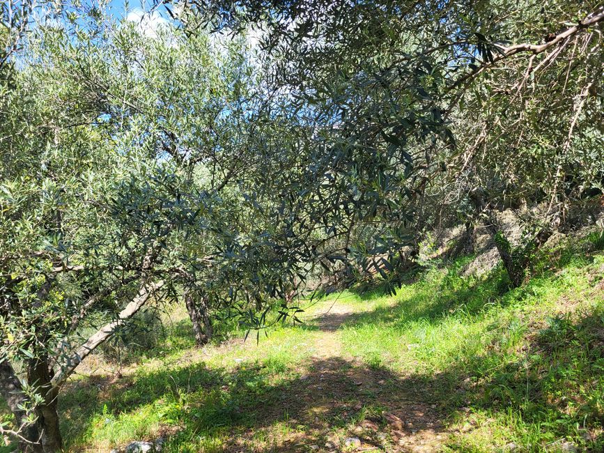Weg durch Olivenbäume