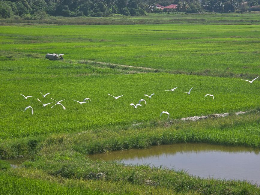 Langkawi - Reif für die Insel!