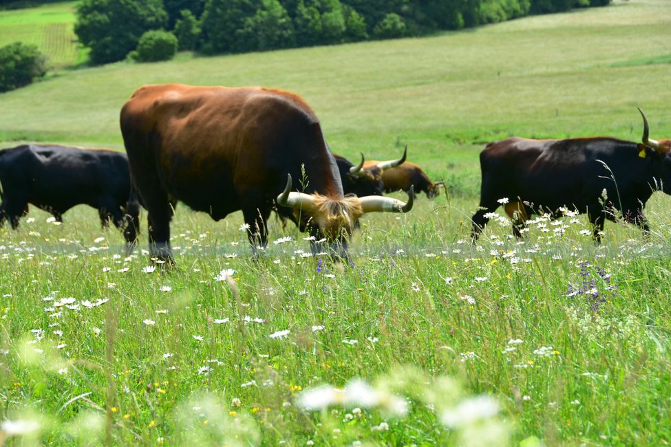 * * * S E C H T A S A F A R I - der Auerochsenweg
bei Bopfingen * * *