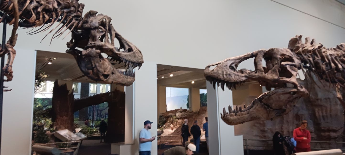 Museum of Natural History I