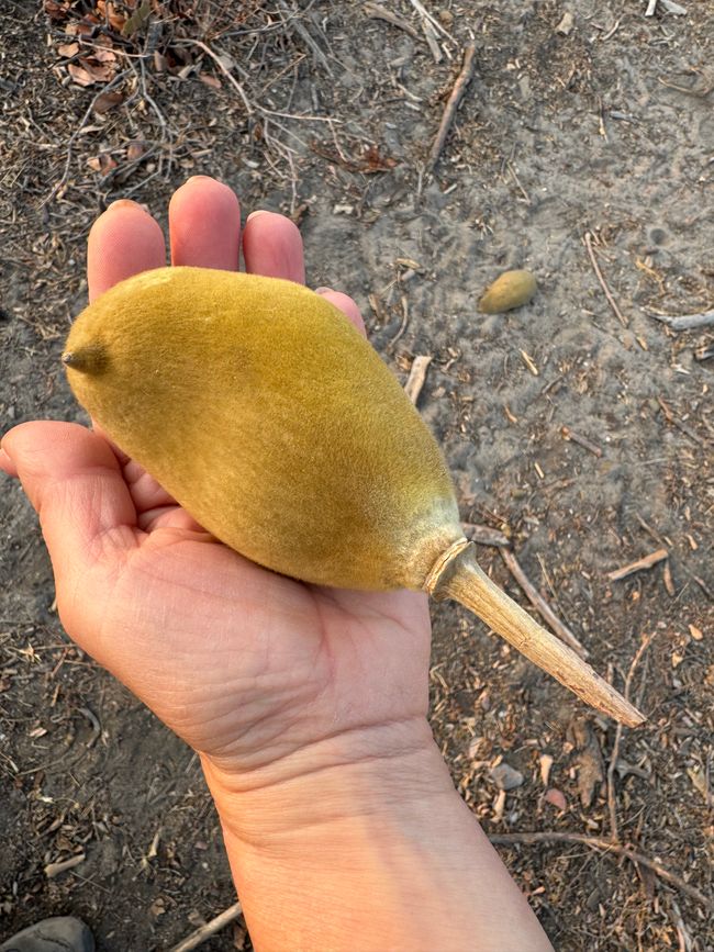 Baobab Frucht