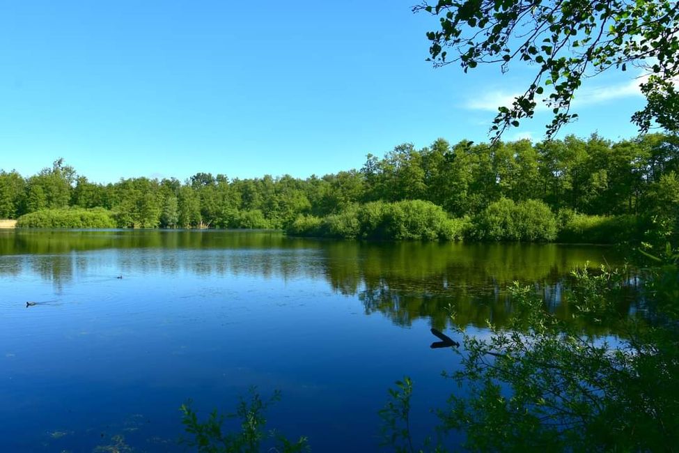 * * * Zwischen Himmel und Wasser * * *

Ein Spaziergang durch das Weingartener Moor