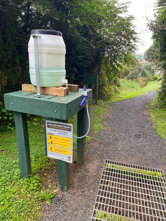 Coromandel loop