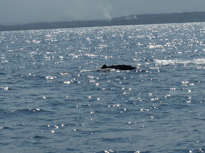 Brasil, Observación de Ballenas