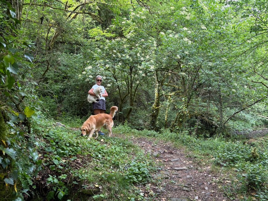 Passeggiata nel bosco