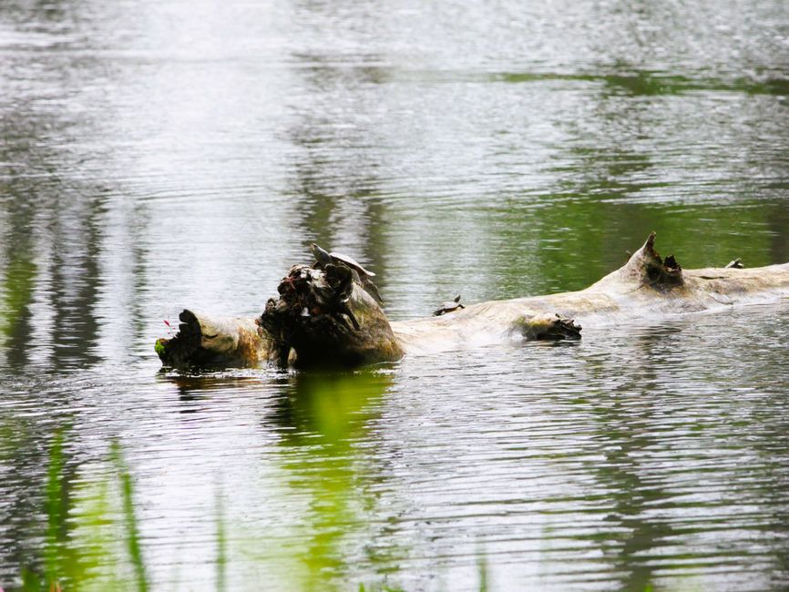 Schildkröten beobachten