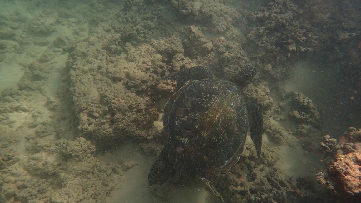 D18 - 7am Yoga with Norbi and Poipu beach with monk seals, sea turtles and Humuhumunukunukuapua‘a