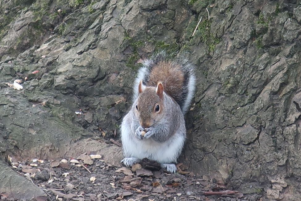 St. James Park