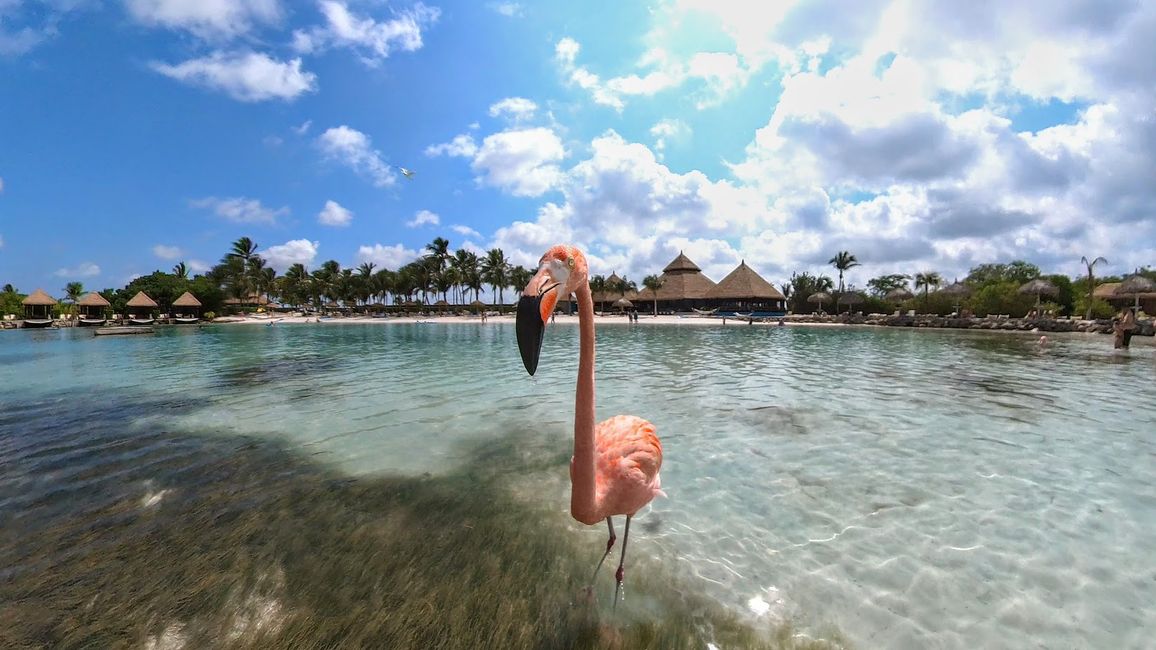 Flamingo island