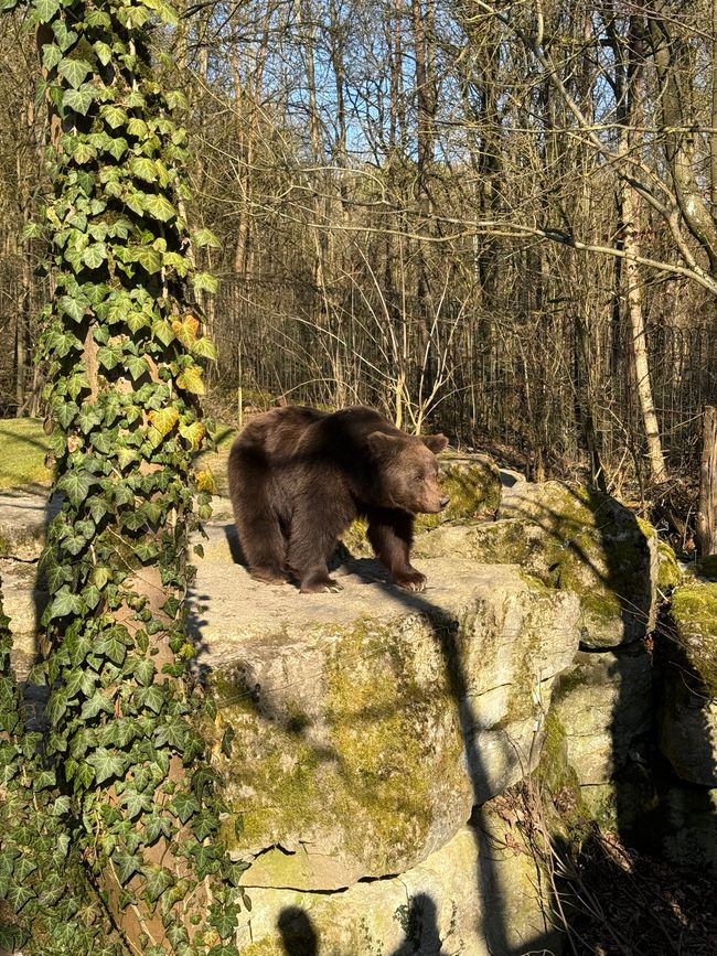 📍Wildpark, Bad Mergentheim/ 📍Wildlife Park, Bad Mergentheim