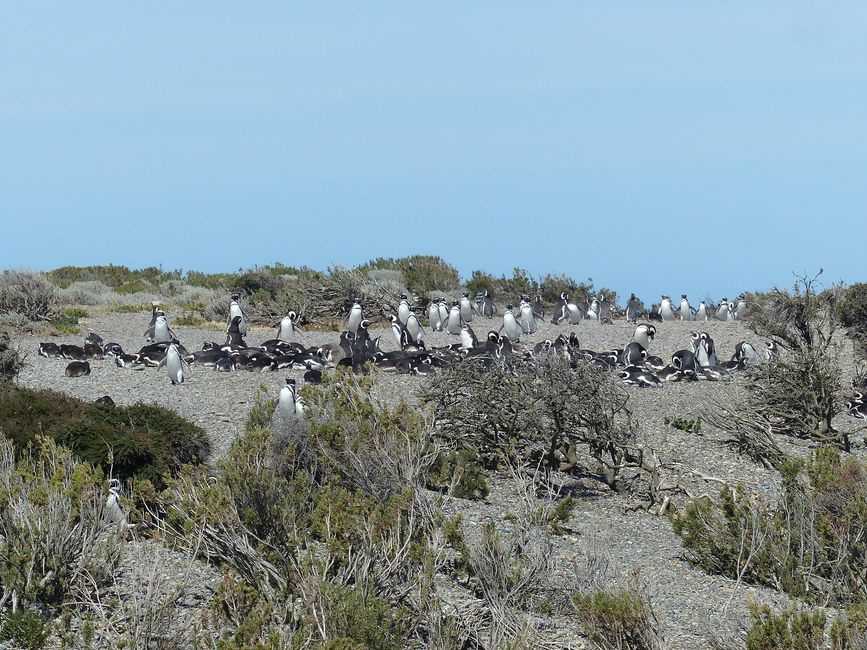 Penguin colony in southern Argentina