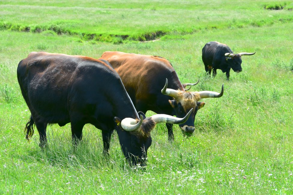 * * * S E C H T A S A F A R I - der Auerochsenweg
bei Bopfingen * * *