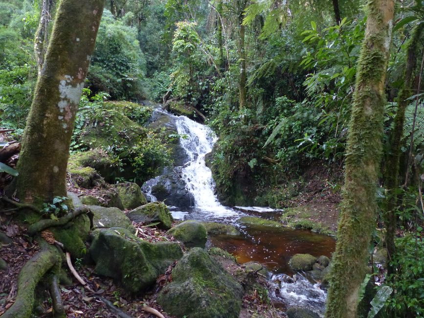Brasilien, Atlantischer Regenwald