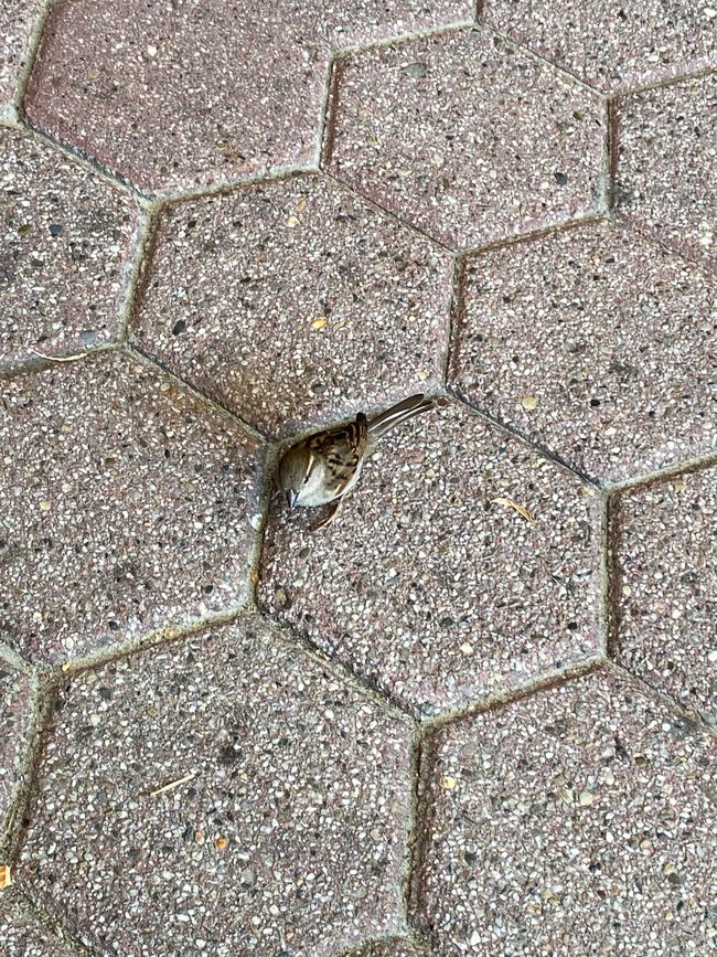 Un petit, petit moineau malicieux