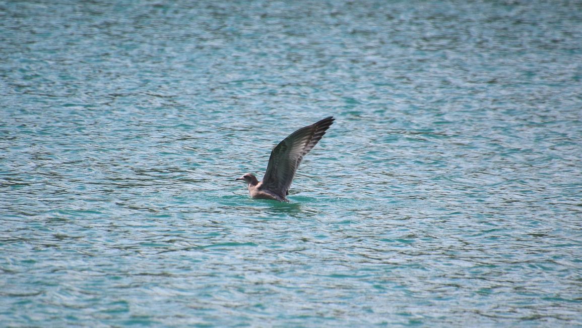 Tag 19: Boya Lake (Tā Ch’ilā Park): Canoeing on the most beautiful lake in Canada