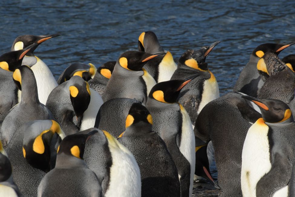 Königspinguine / King penguins
