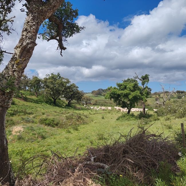 Cercal de Alentejo -> Vale Seco