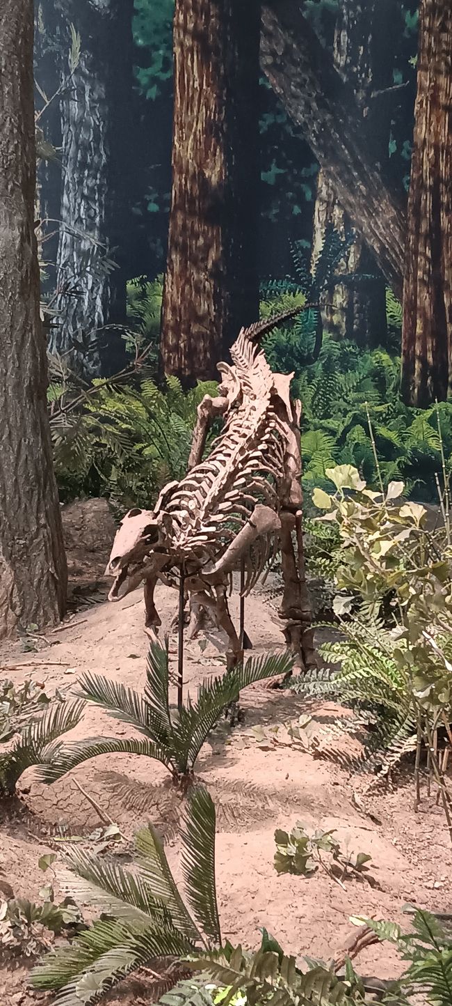 Museum of Natural History I