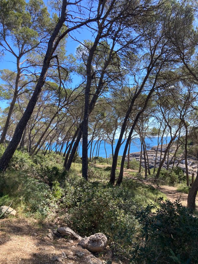 Cala Mondrago-es wird angebadet