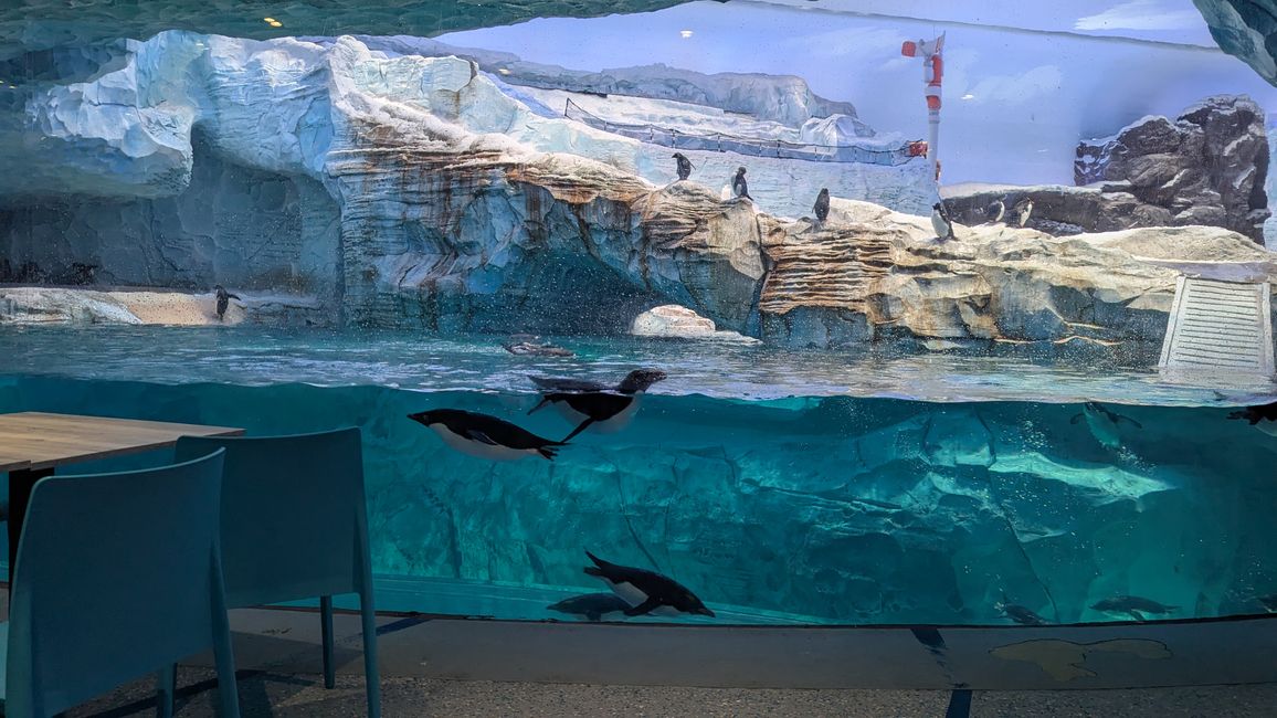 Étiquette 4 - (Abou Dabi) Sea World