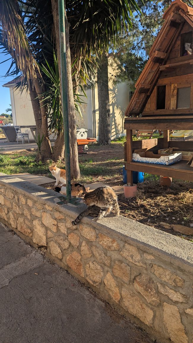Cats of Croatia