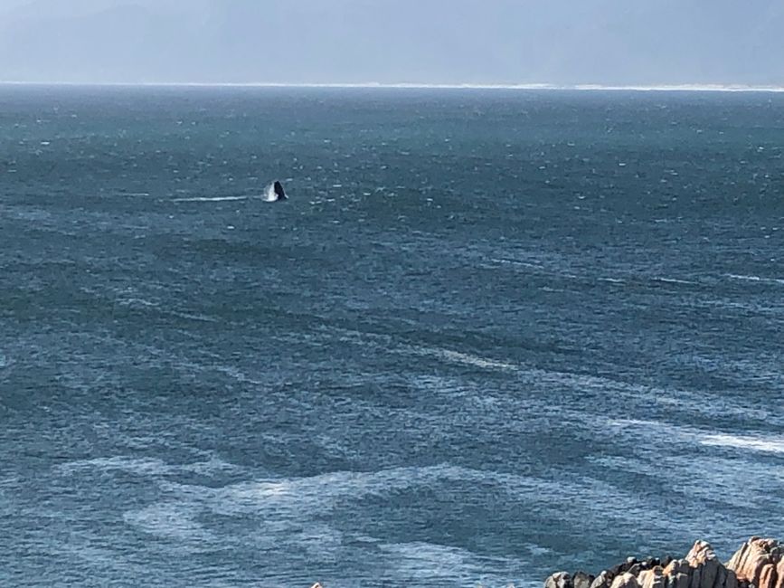 ... und der erlaufene Wal