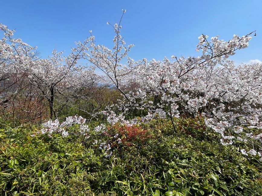 Kyoto-Domingo-06.04.25