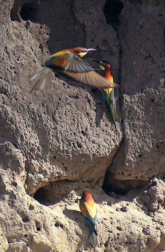 Bee-eaters in Lassee