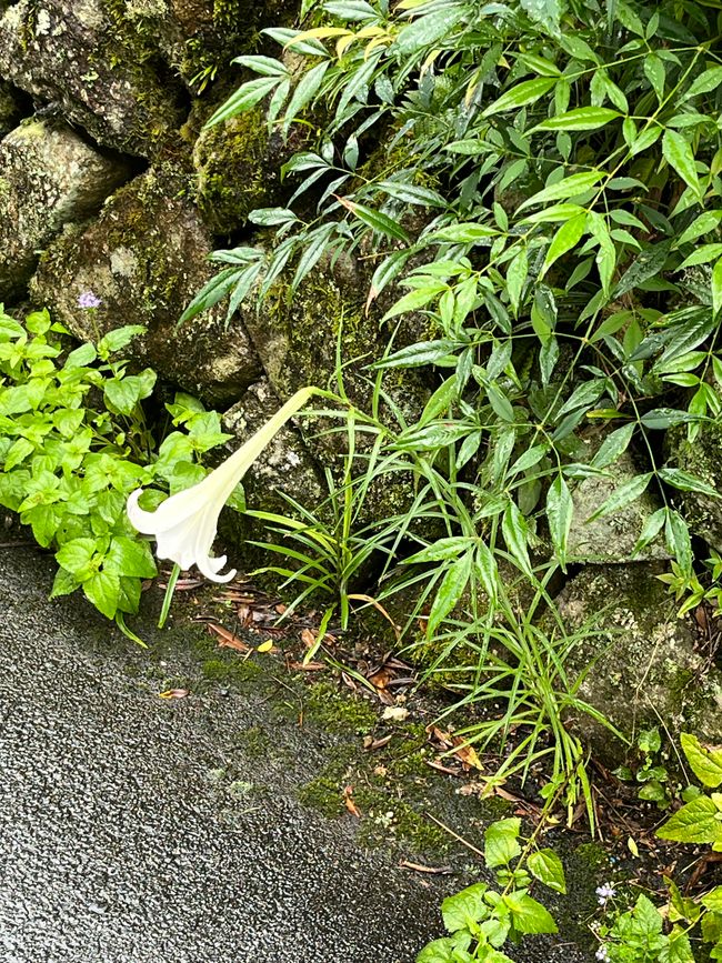 Magome to Tsumago (Hiking Trail)