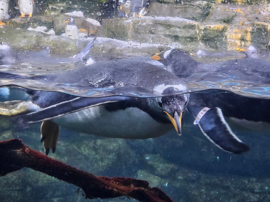 2025 - Aprile - Valencia - Oceanogràfic