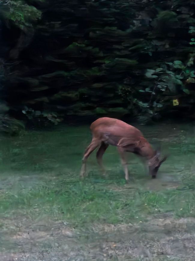 Besuch im Garten