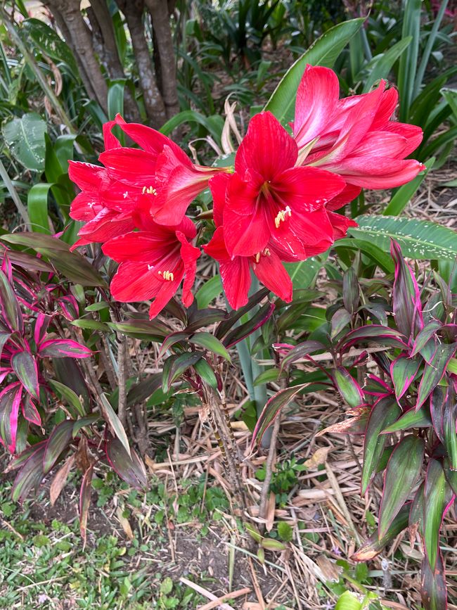 Giardino dell'Hotel Bourgainvilla