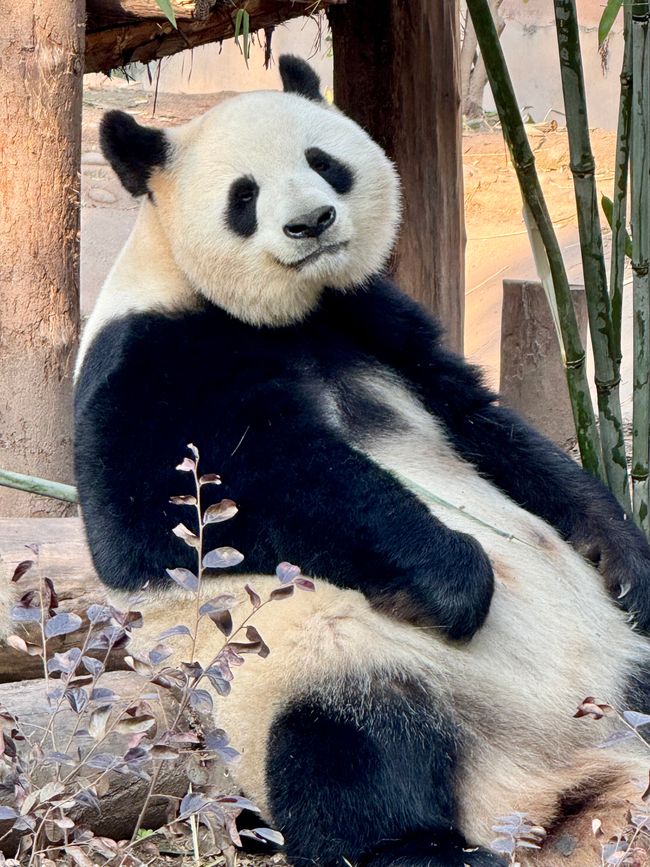 Part 2: Xi'an and Chengdu 🐼