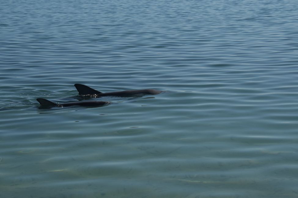 Shark Bay - Indo-pazifischer Tümmler / Indo-pacific bottlenose dolphin