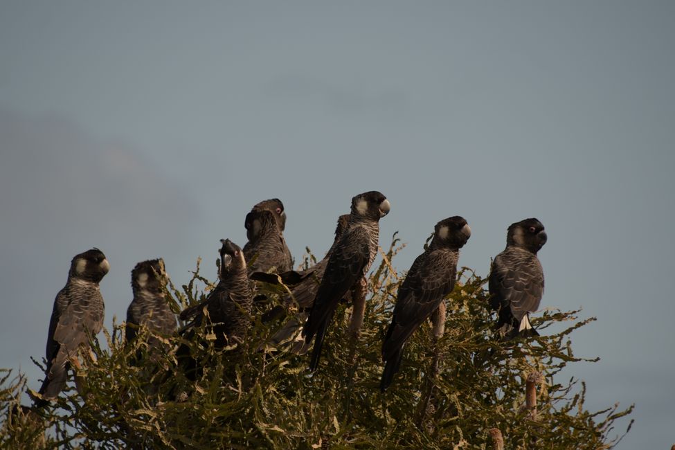 Nambung NP - Carnaby's Black-Cockatoo / Carnabys Weißohr-Rabenkakadus