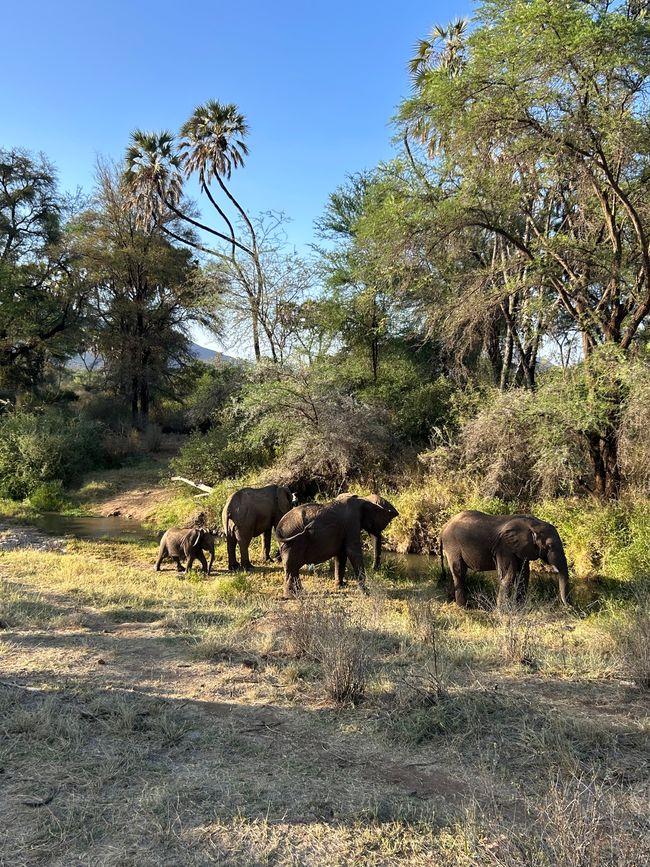 Leoni, elefanti, giraffe e compagnia nel Samburu