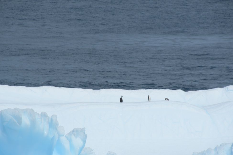 Eisberg mit Zügel- und Eselspinguinen / Iceberg with Chinstrap and Gentoo penguins