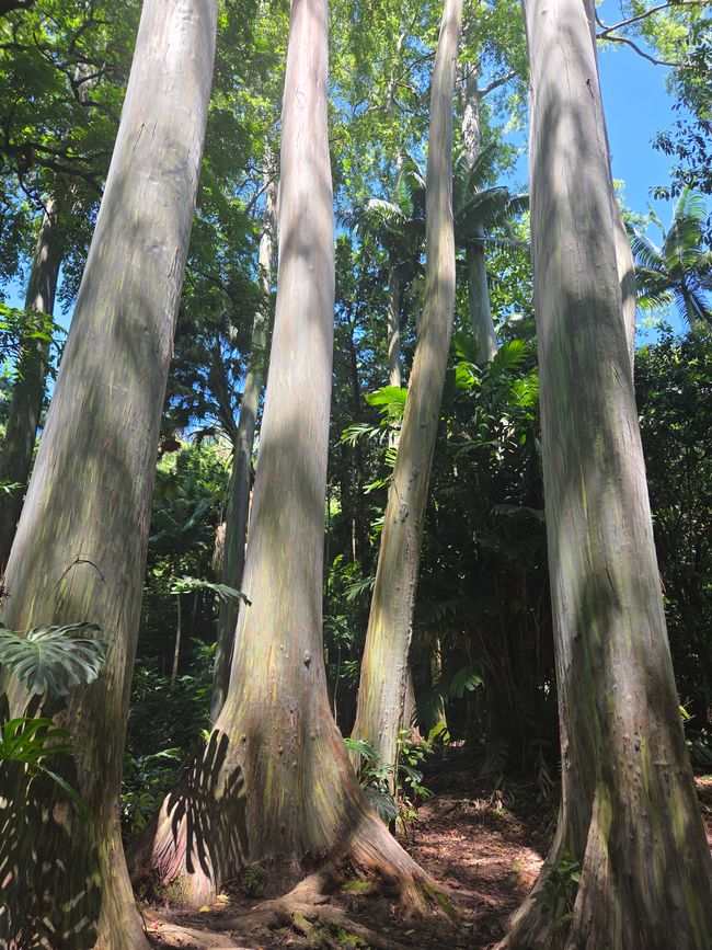 Ke'anae Arboretum