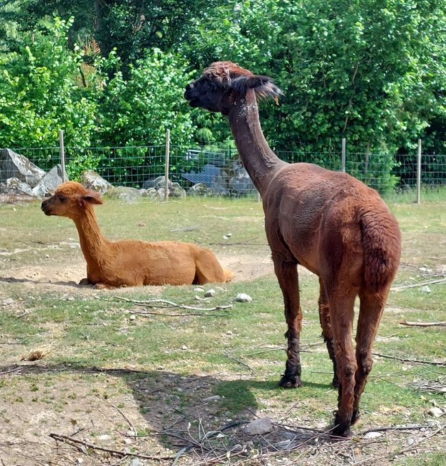 Animaux majestueux 