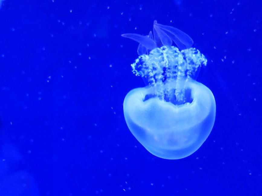 2025 - Aprile - Valencia - Oceanogràfic