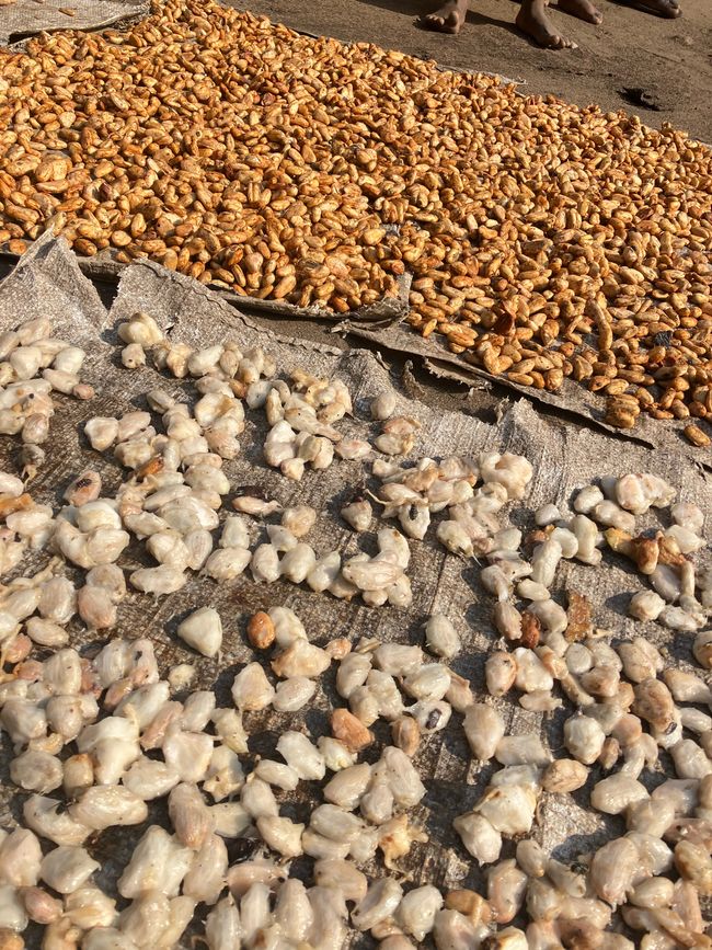 Schimpansen im Kalinzu Forest und Twin Lakes