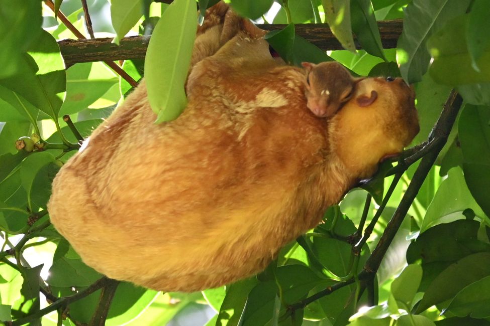 Paresseux