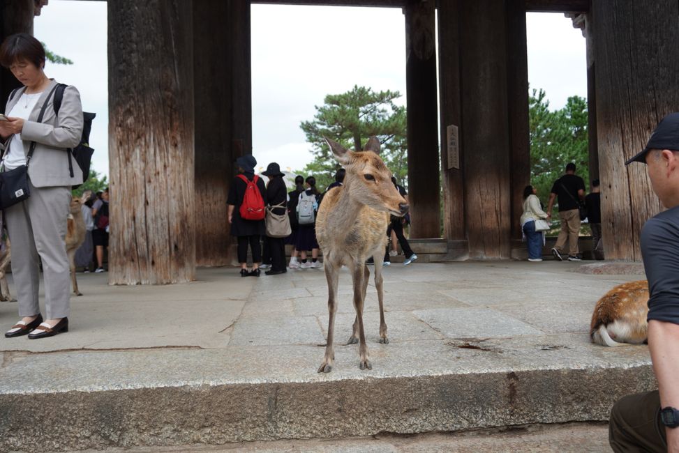 Über Nara nach Kyoto