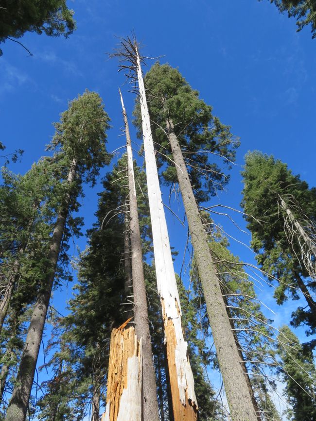 Dead Tree, subsequently hollowed out naturally