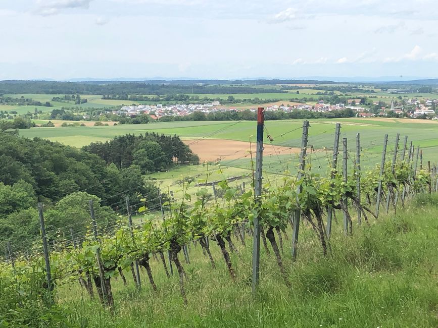 Wonderful view over the vineyards to Oberderdingen