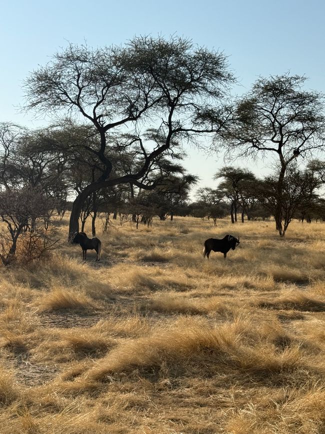 Namibia 2k25 🦓🏜️🐘