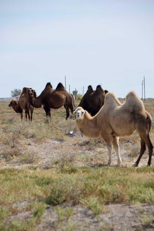 Kamele in der Steppe
