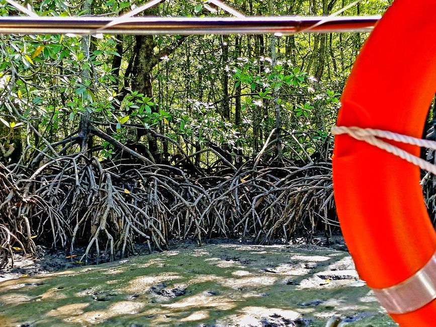 Kilim Forest Park