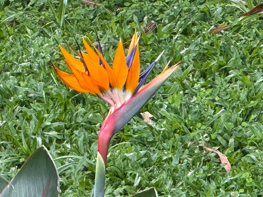 Paradiesvogelblume