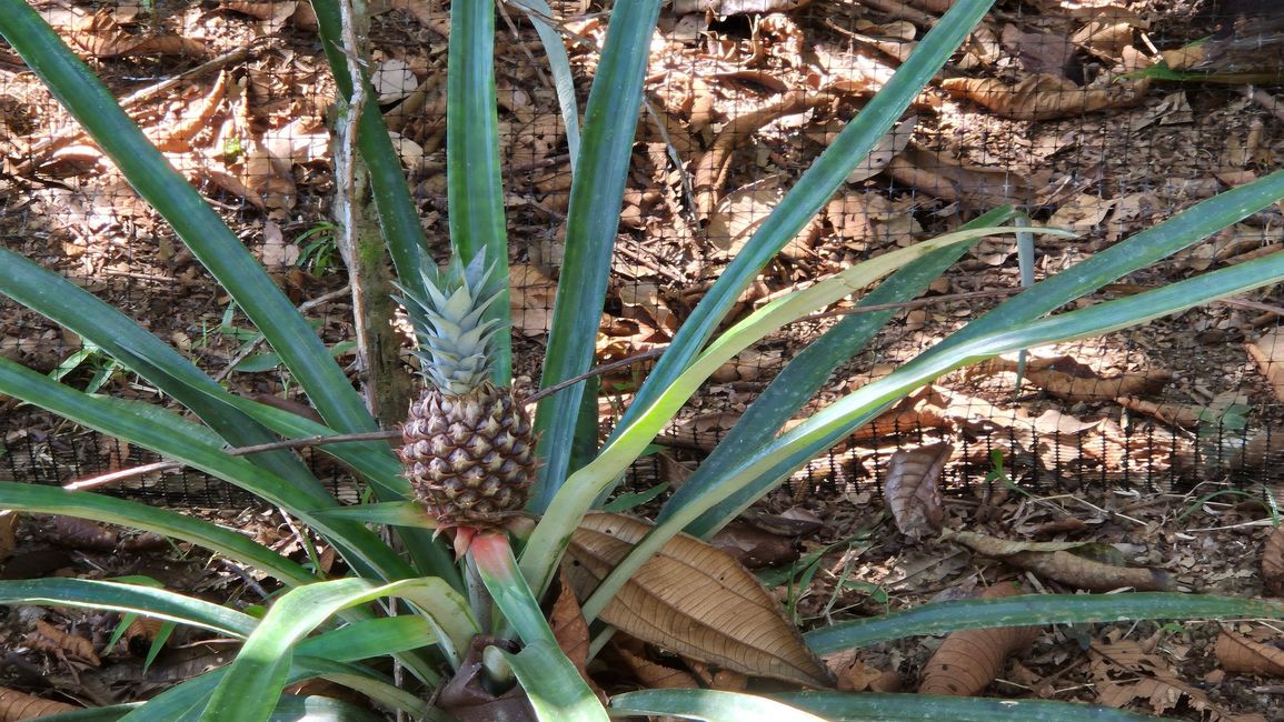 Auch Ananas werden hier angebaut